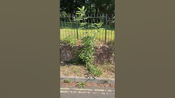 Thumbnail of Young common ash tree growing by the side of the road - July 2025