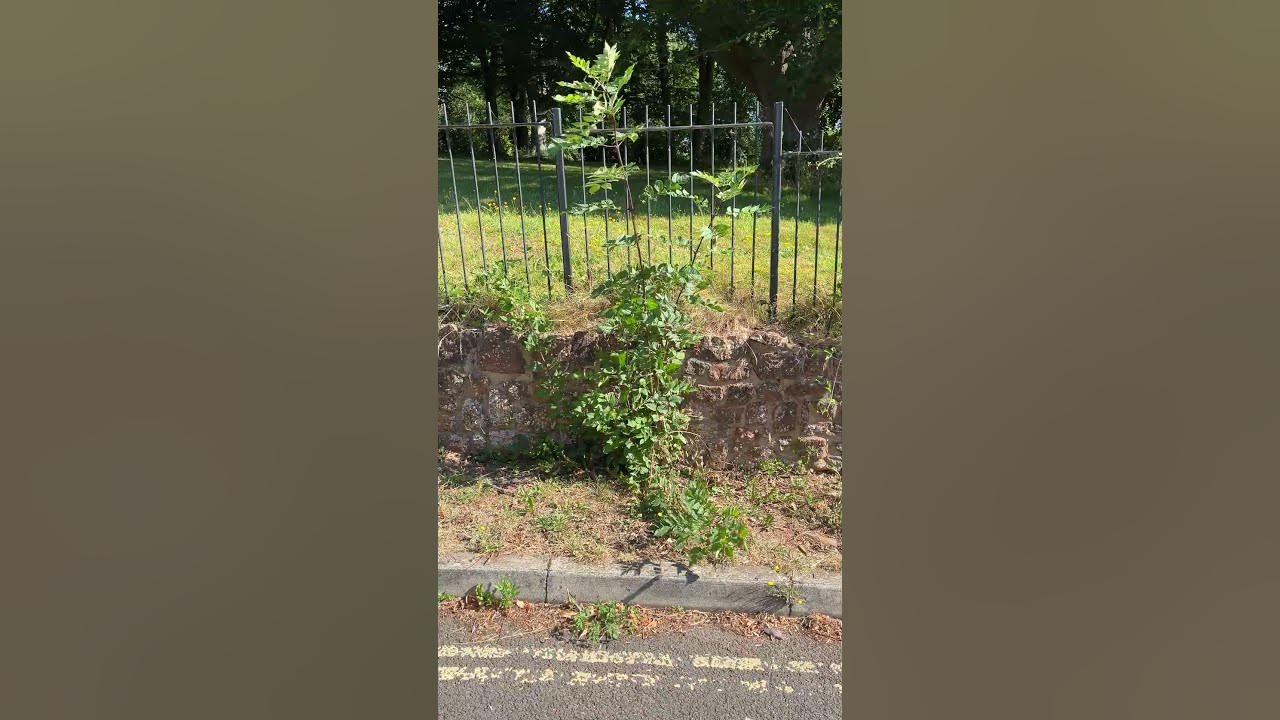Young common ash tree growing by the side of the road - July 2025 Young common ash tree growing by the side of the road - July 2025
