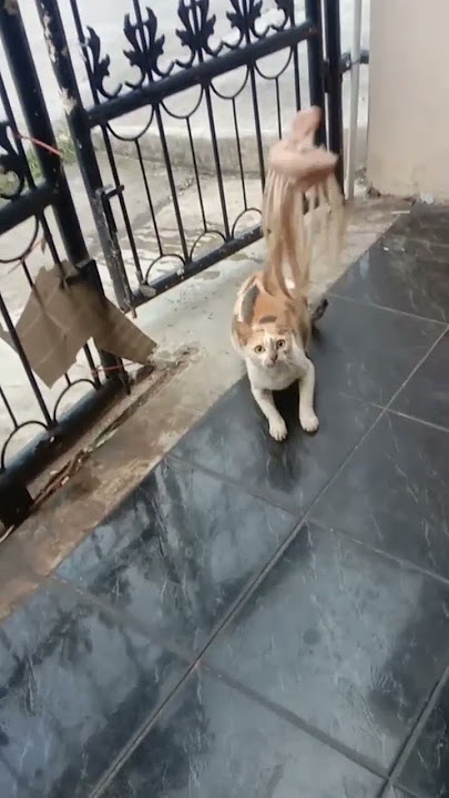 kucing bringas nangkap #shorts