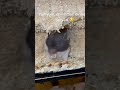 شاهد ماذا فعل هذا الحيوان للاكل سبحان الله العربية أوكرانيا 