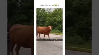 This cow just playing with emotions😂😂 #animals #cow #shorts #fyp