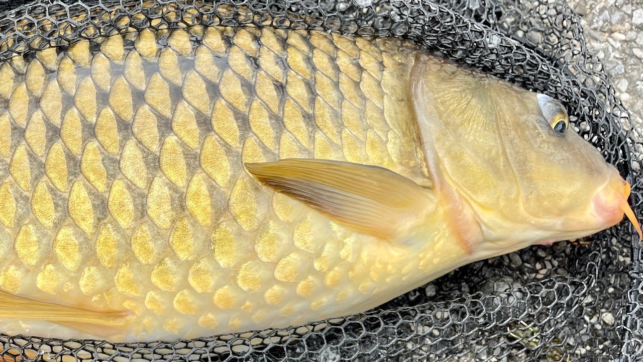 Carp and Catfish from Westchester NY. carpfishing catfish fishing nyc YouTube