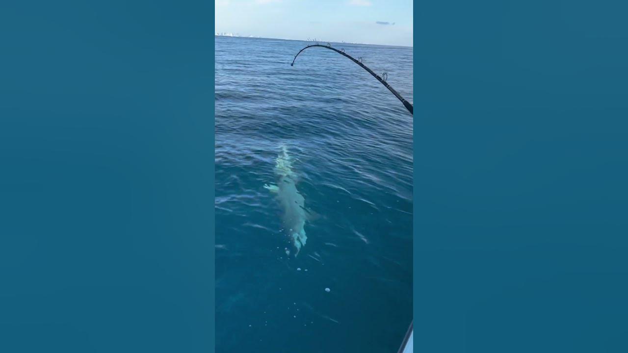 Bull Shark Fishing - YouTube