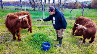 Why Everyone Wants A Highland Cow