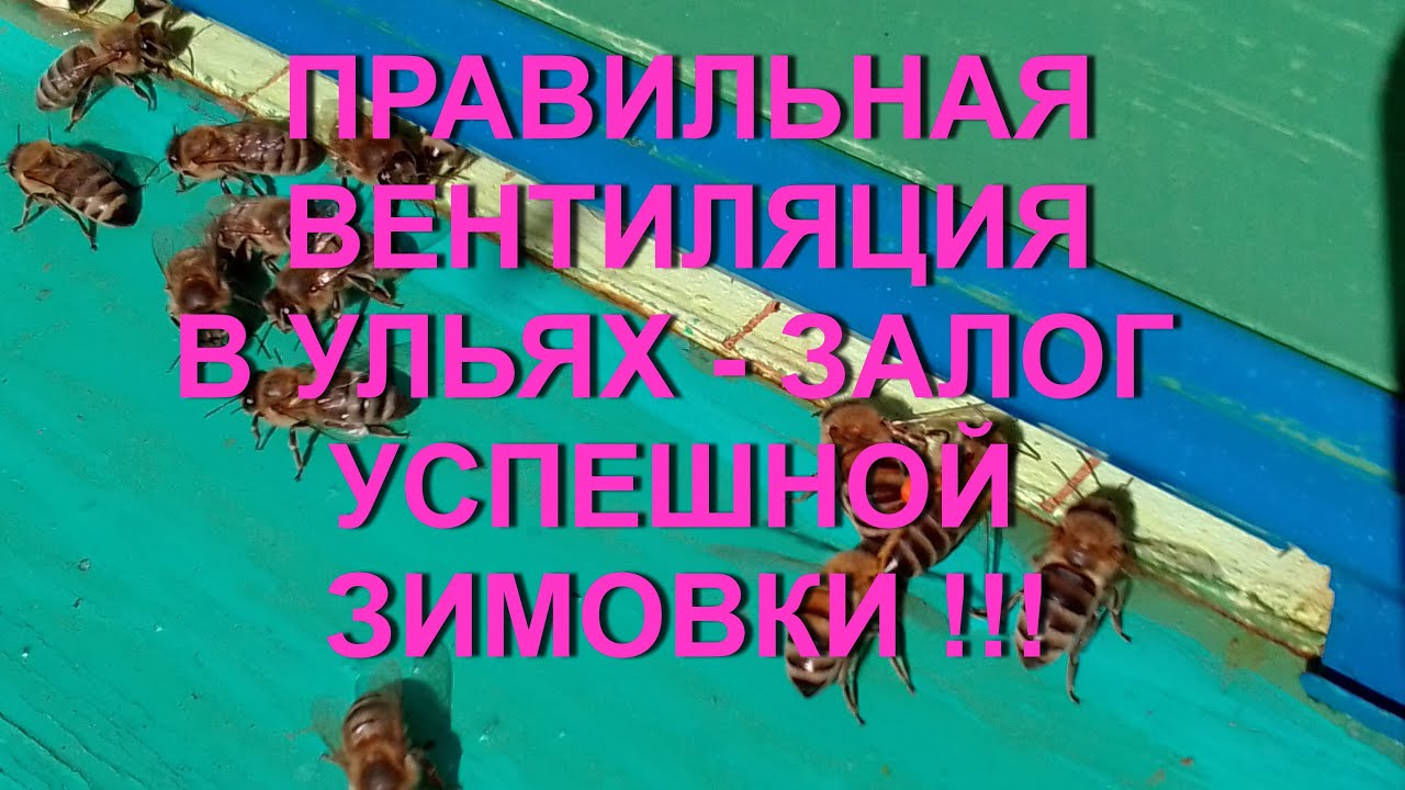 Ч.3. ПОЛОЖЕНИЕ ЛЕТКОВ ПРИ ЗИМОВКЕ !!! ПРИЧИНЫ ПОЯВЛЕНИЯ СЫРОСТИ В УЛЬЕ !!!