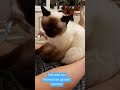 Тайский кот Калиостро делает массаж. Тайские кошки -это чудо!  Funny Cats #shorts