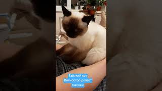 Тайский кот Калиостро делает массаж. Тайские кошки -это чудо!  Funny Cats #shorts