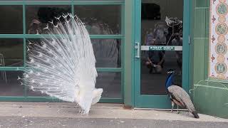 Stunning white peacock dancing
