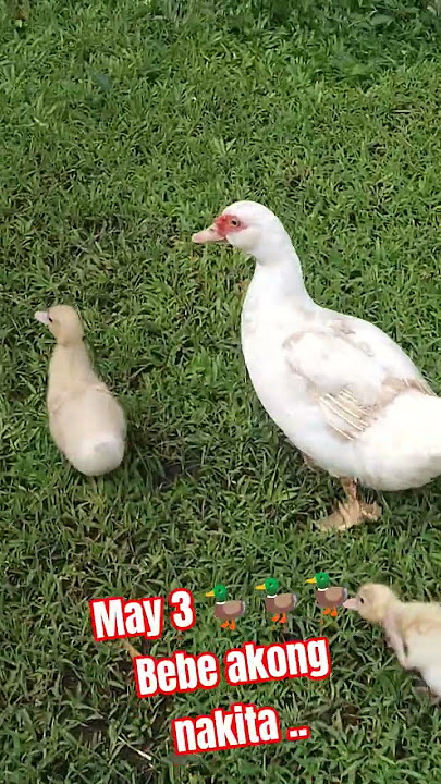 MAY 3 DUCK AKONG  NAKITA