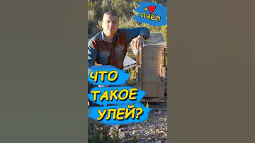 Я люблю пчел: Что такое улей?