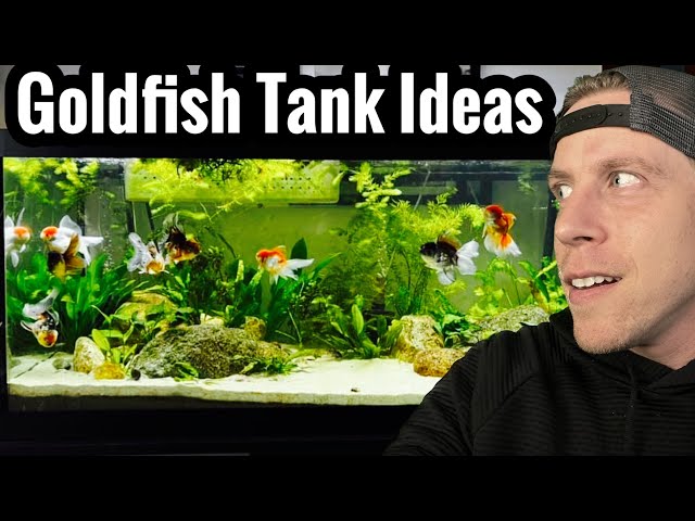 Cool Goldfish Tank Setup Ideas for Inspiration 