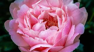 Peony (calm Ambient piece)