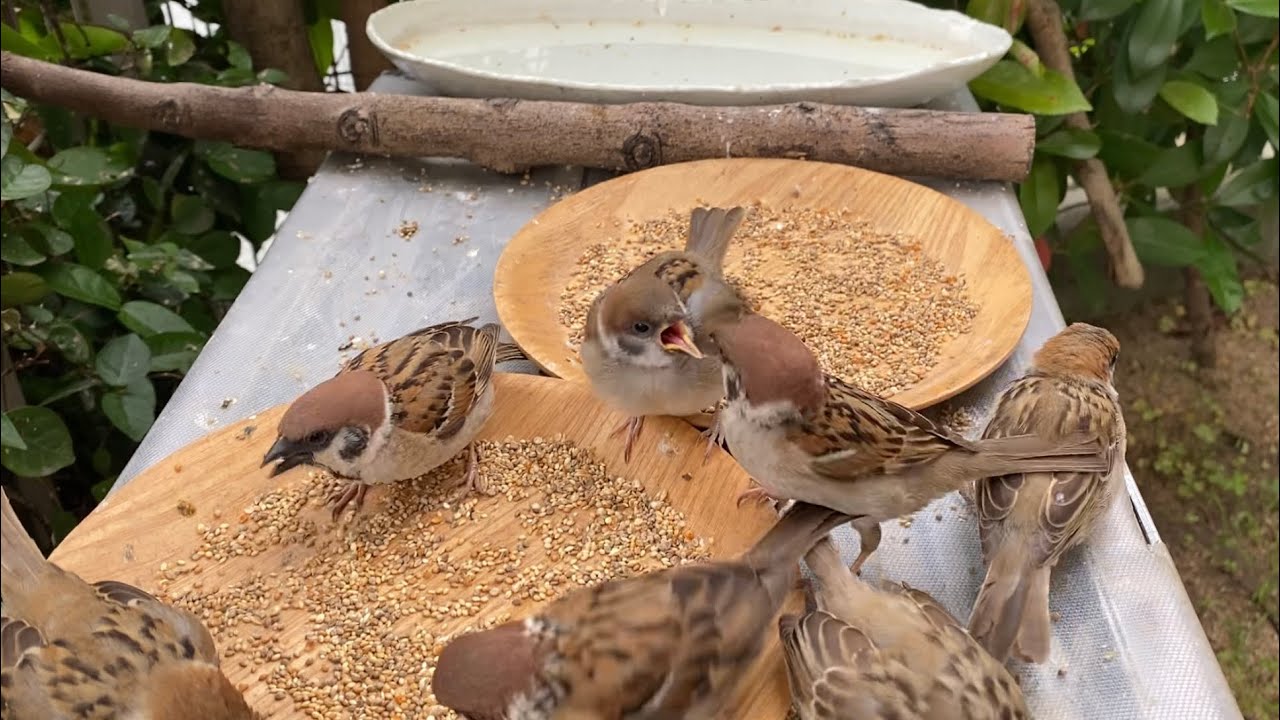 2026.6.16. 編集、解説なしの動画🐤🐥 - YouTube