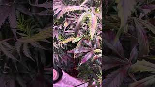 TERPY TIME TASTE BUDS - GROW UPDATE! - LIVING SOIL ! -FRUITY PEBBLES & THAT PHENO SALAD BY CONNECTED