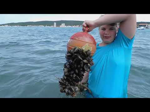 Video: Jak Vařit Mořské Mušle