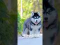 Husky puppies available in Kerala #shorts