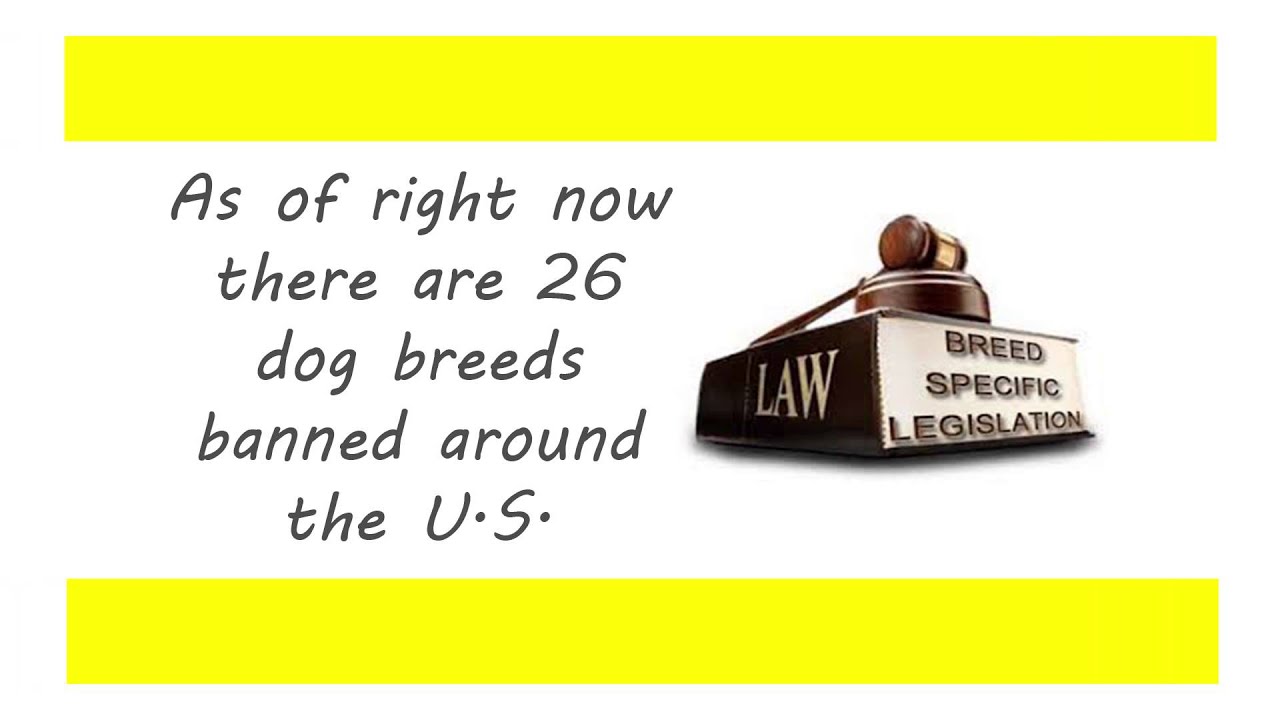 End Breed Specific Legislation YouTube