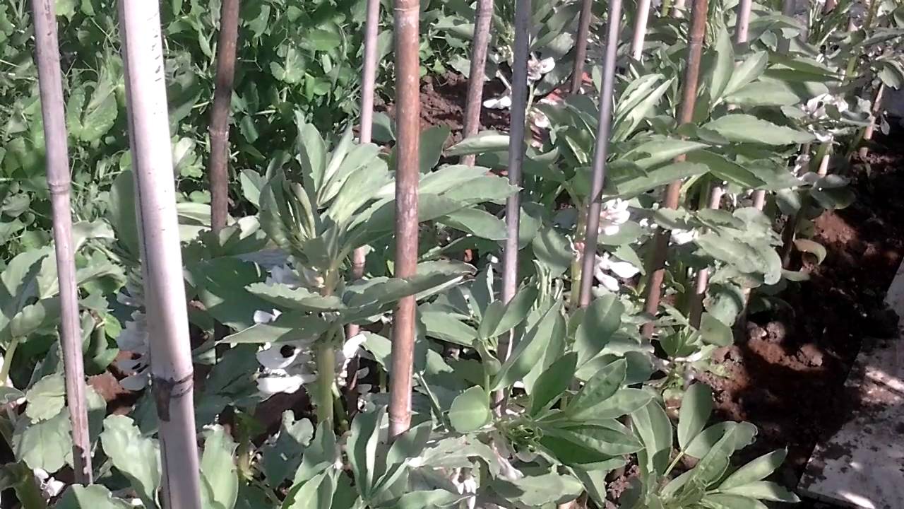 Over Wintering Broad Beans, Removing The Tips To Prevent Black Fly