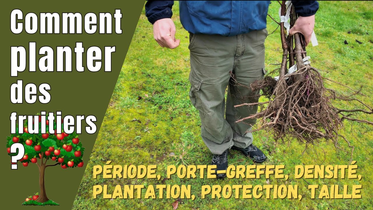 Tu veux planter des ARBRES FRUITIERS et tu n'y connais rien ? Ecoute le PRO ! - Ep208