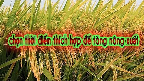 Chọn đúng thời điểm đón đồng để tăng nâng xuất/thanh do tv Paddy field