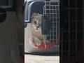 а вы согласны Cat шотландскаявислоухая веселыекоты а вы согласны Cat шотландскаявислоухая веселыекоты