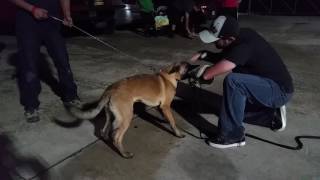 5 month #stealthk9 pup off of Riddick x Shade