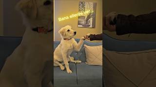 Barınaktan Gelen Sevgi #köpek