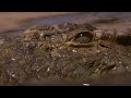 Crocodile Waits for Wildebeest in Rapids | BBC Earth