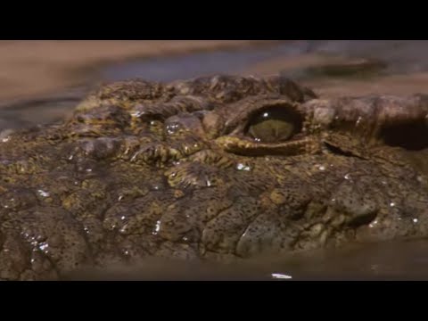 Crocodile Waits for Wildebeest in Rapids | BBC Earth