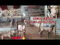 New farm set in hyd  bismillah sheep  goat farm  best palai set up 