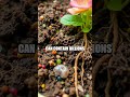 The Hidden Wonders of Micro Biomes