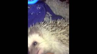 Darren The Hedgie