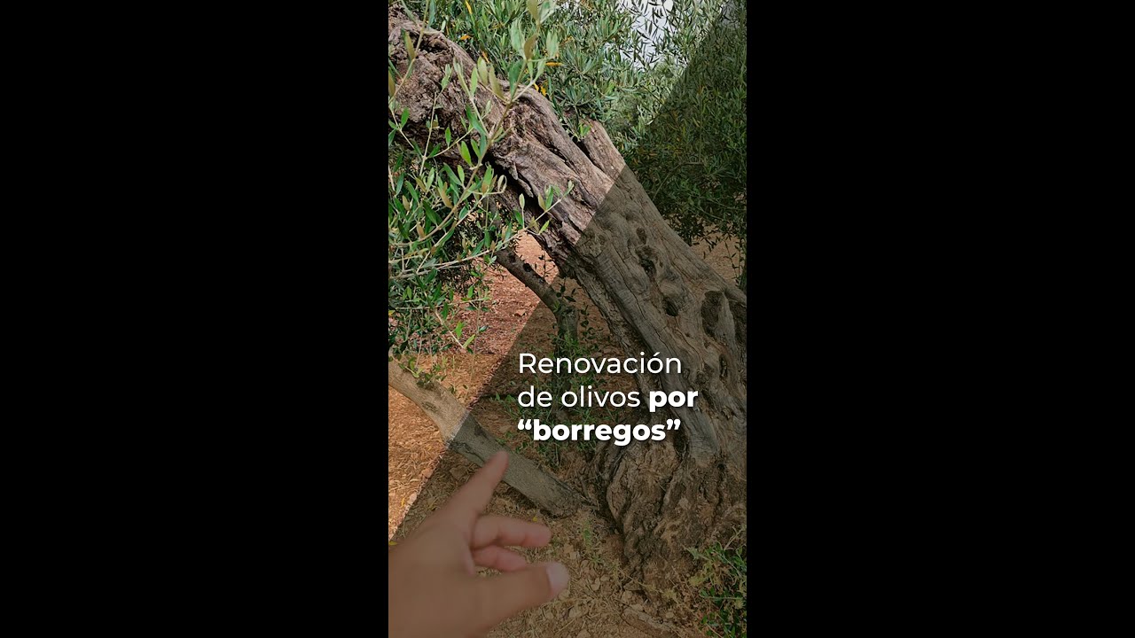 RENOVACIÓN DE OLIVOS POR BORREGOS