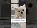チワワが私にくれたもの#あるある #犬のいる生活