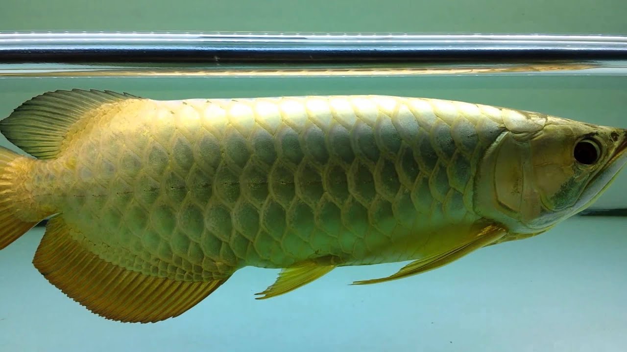  ArowanaWiki Malaysian Golden Arowana YouTube