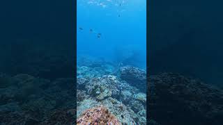 Swarming Fish in Thailand! 🐠🇹🇭 #ThailandDiving #FishGalore