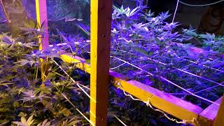 A look at the Garden part 2 of 2