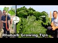 Grow rhubarb so big it could feed a dinosaur