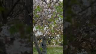 Cherry Blossoms #japan #hamamatsu #sakura