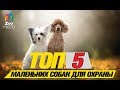 Топ 5 маленьких собак для охраны\Top 5 small dogs to guard