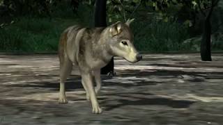 Realistic 3D Wolf And Tiger Animation