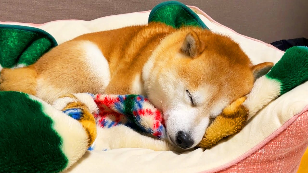 Shibe cheerfully replies from within a dream to the barking from