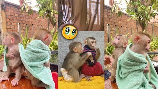 icy and brryan life style animal pet    #cute  #babypets #monkeyking