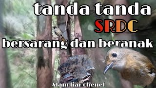 Tanda tanda SRDC Bersarang dan puny anak .