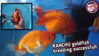 How i breed my RANCHU goldfish | Successfull Hand breeding that produce thousands of fry (eng sub)