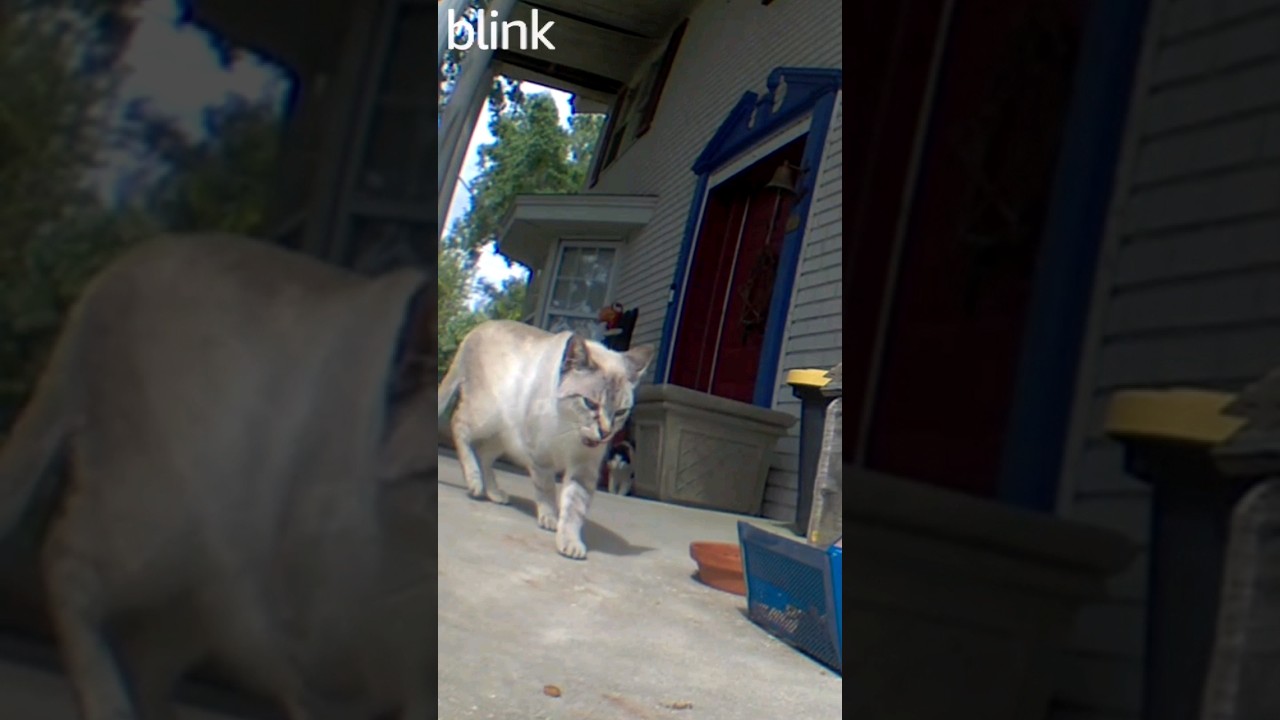 new security guard is working well 😆