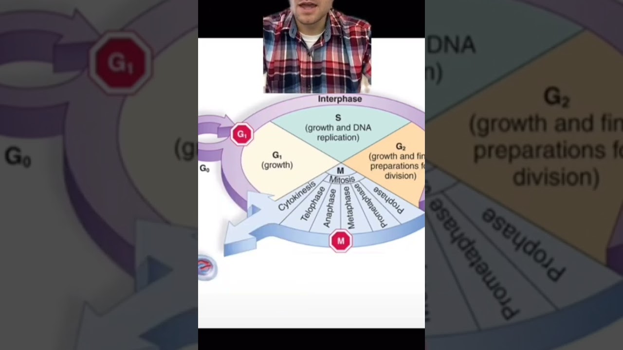 cell cycle and inter phase