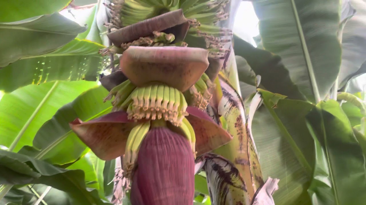 Muz bitkisinda yaprak kırılması ve sebebi.