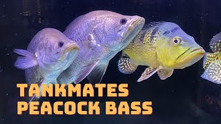 7 Types Of Predator Fish That Can Be Combined With Peacock Bass  Peacock Bass Tankmates