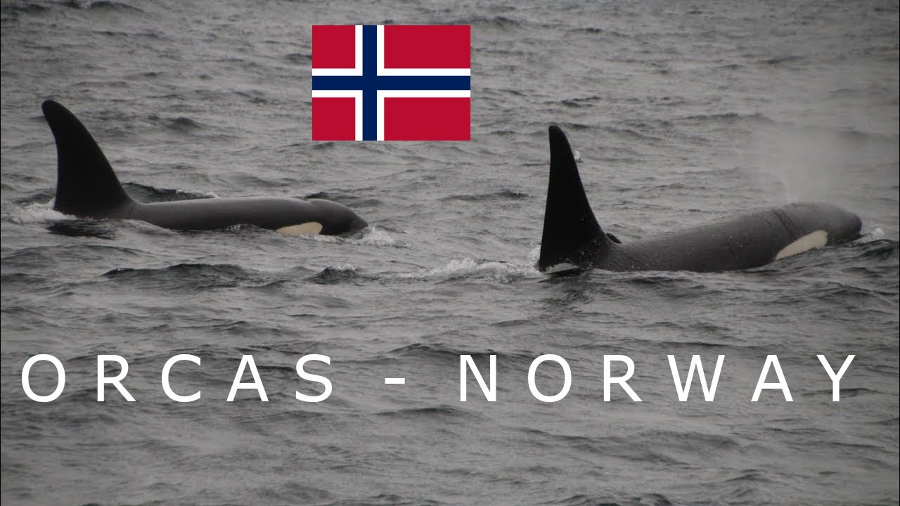 Orcas Safari Andenes - Norway 2021